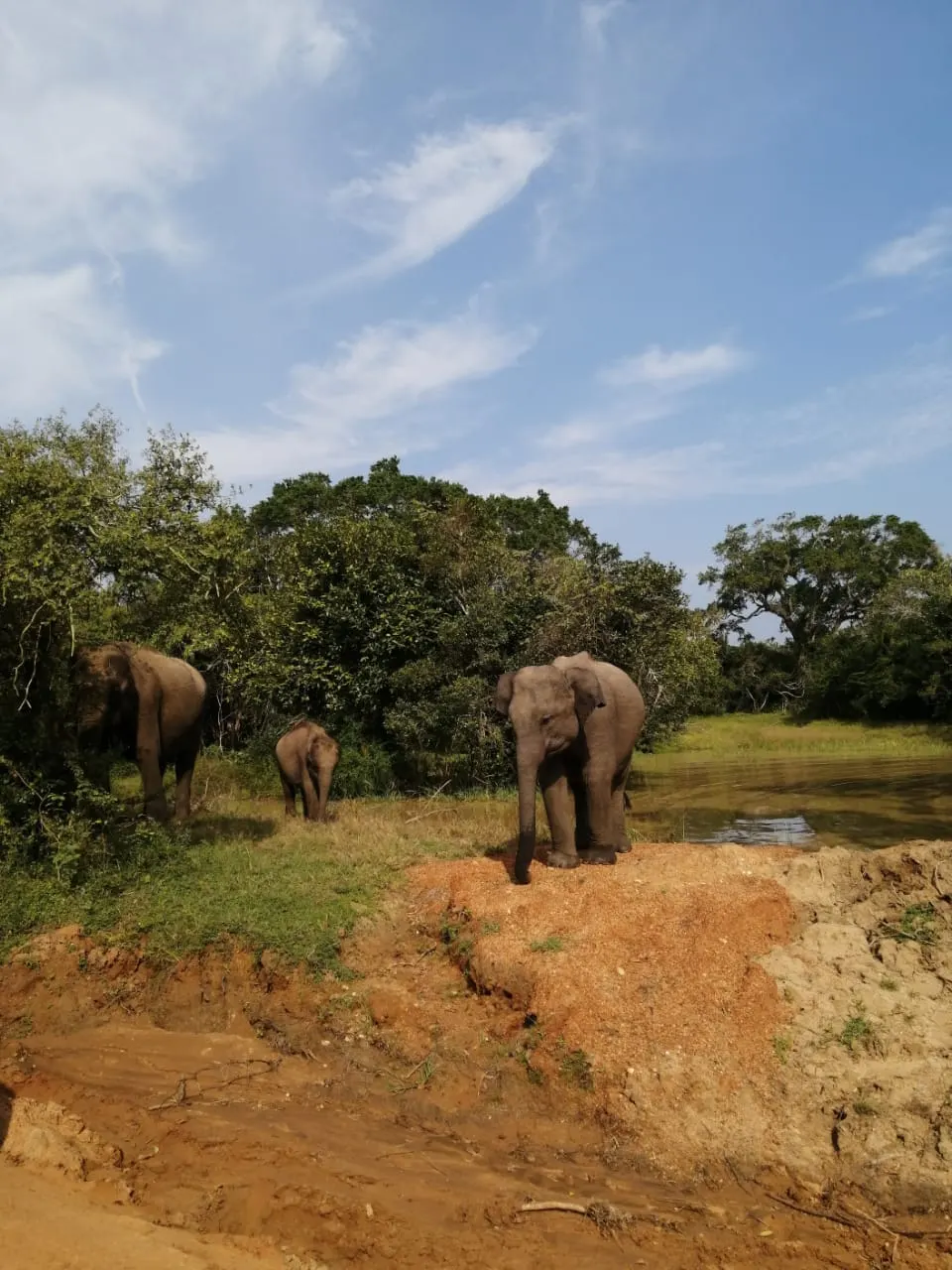 A waterhole in Yala National Park with animals at the edge
