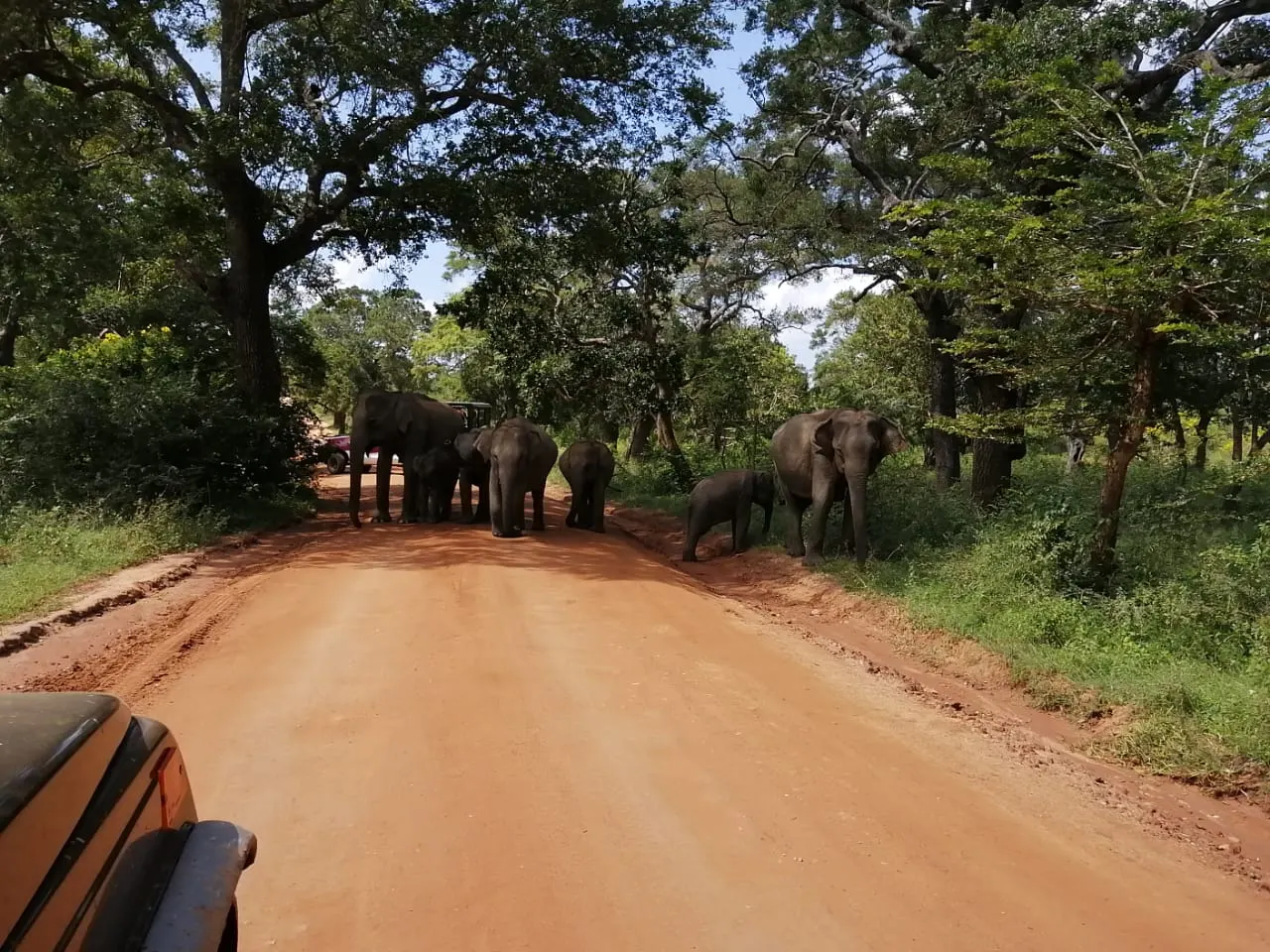 Elephants crossing a track in Yala in the late afternoon light