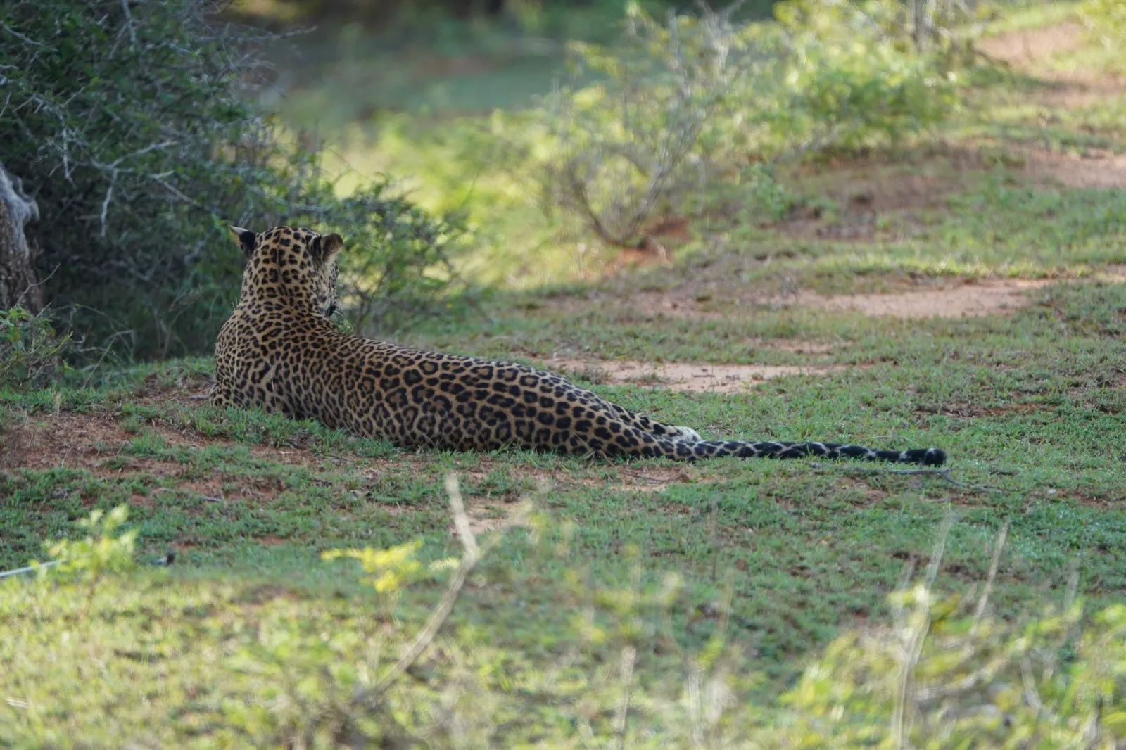 A Sri Lankan leopard lying in the grass beside a track in Yala in the early morning