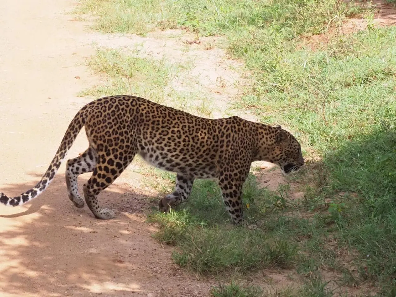 A leopard on a rock in Yala Block 1 in the first light of morning