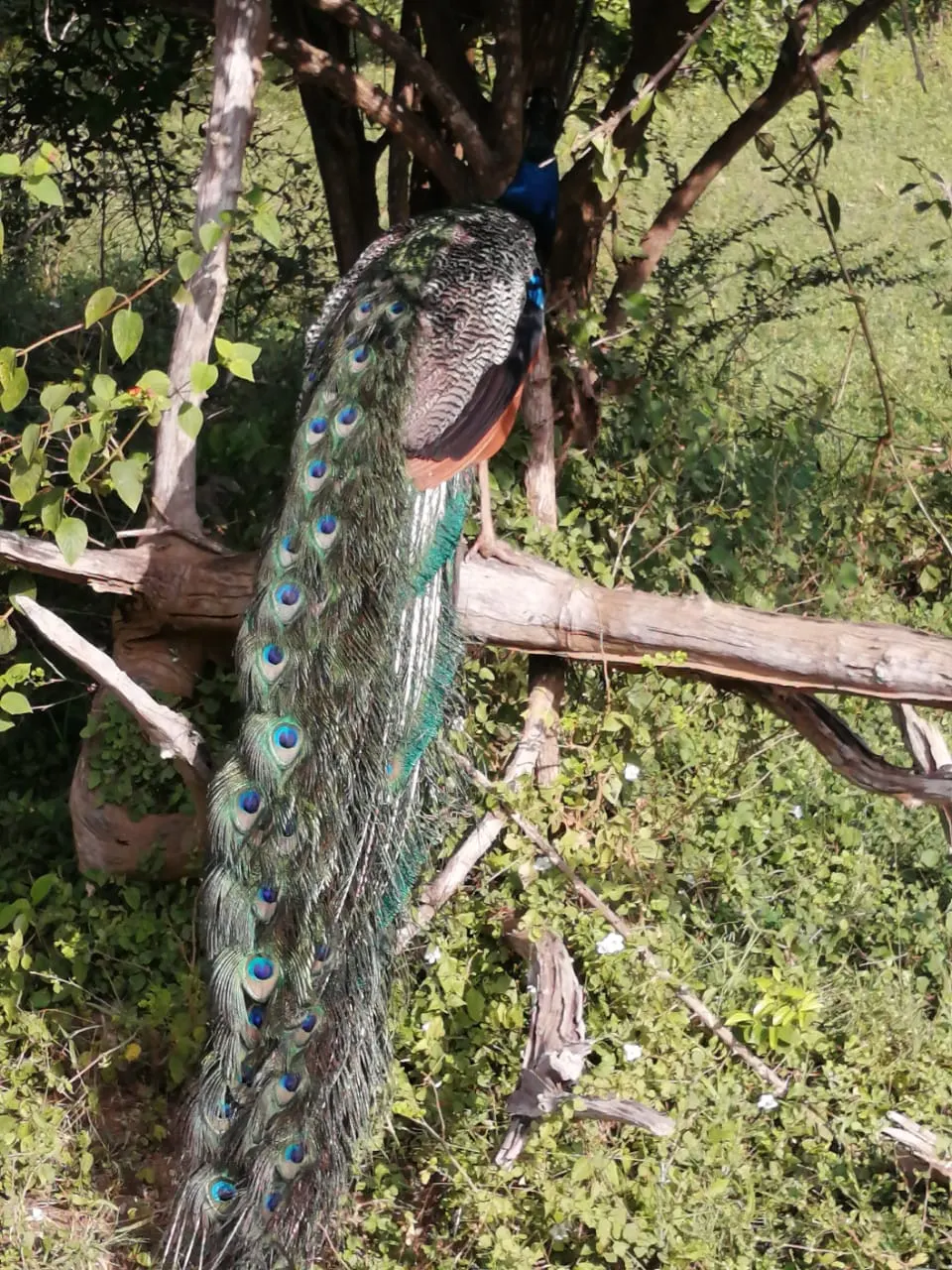 Wildlife in the tree canopy of Yala National Park