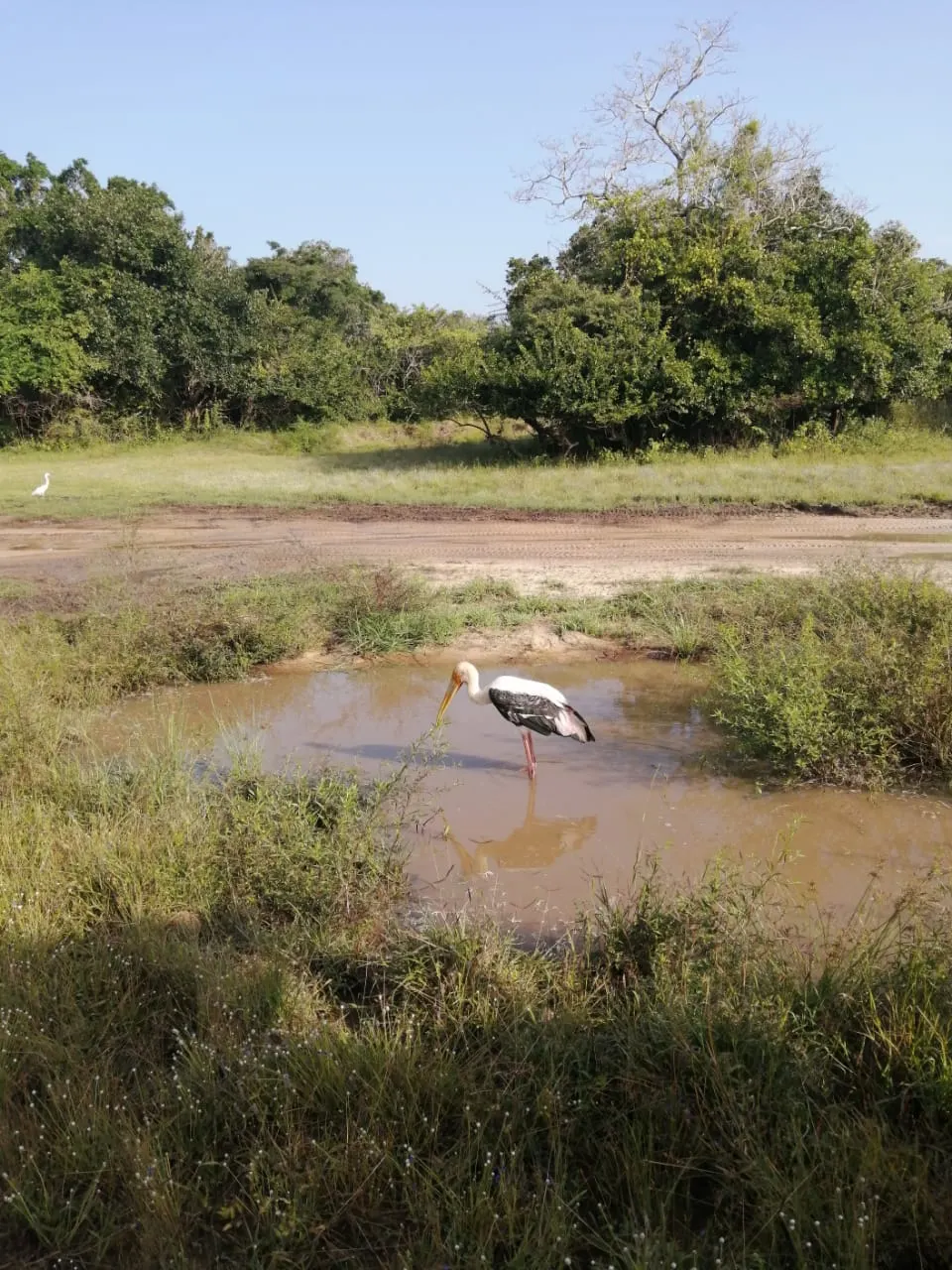 A stork wading in a lagoon at Bundala National Park